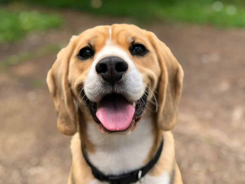 Photo d'origine : Beagle