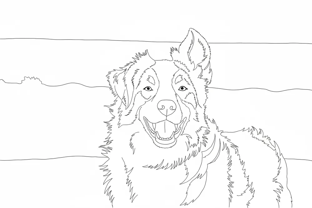 Page de coloriage dessinée d'après la photo : un berger australien