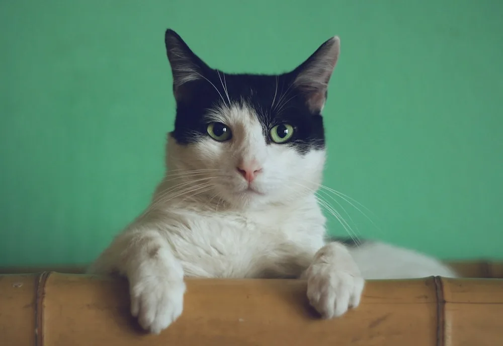 Photo d'origine : un chat tigré